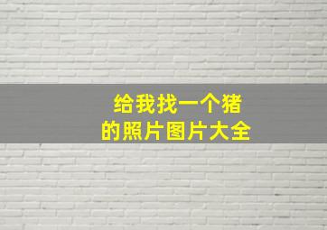 给我找一个猪的照片图片大全