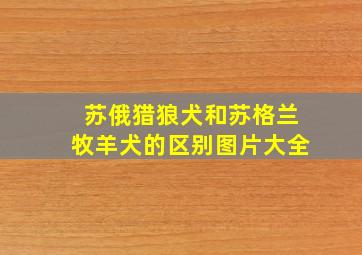 苏俄猎狼犬和苏格兰牧羊犬的区别图片大全