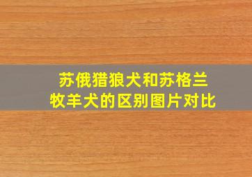 苏俄猎狼犬和苏格兰牧羊犬的区别图片对比