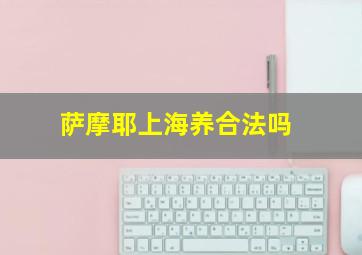 萨摩耶上海养合法吗