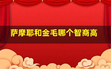 萨摩耶和金毛哪个智商高