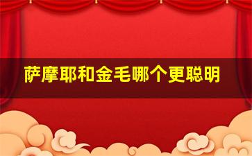 萨摩耶和金毛哪个更聪明