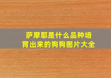 萨摩耶是什么品种培育出来的狗狗图片大全