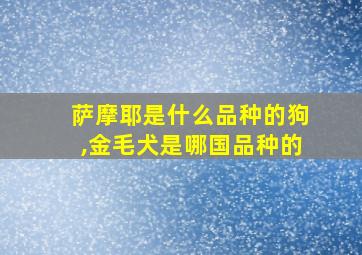 萨摩耶是什么品种的狗,金毛犬是哪国品种的