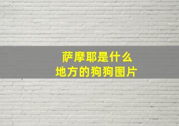 萨摩耶是什么地方的狗狗图片