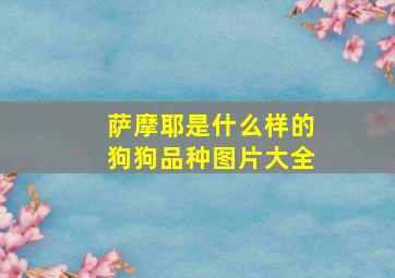 萨摩耶是什么样的狗狗品种图片大全