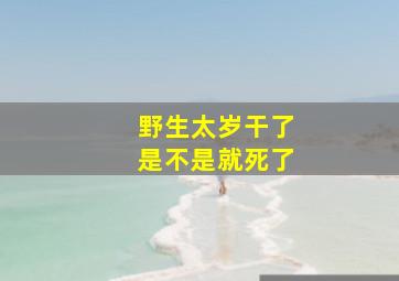 野生太岁干了是不是就死了