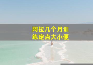 阿拉几个月训练定点大小便