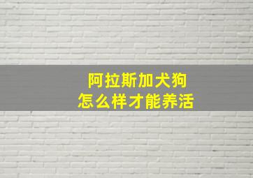 阿拉斯加犬狗怎么样才能养活